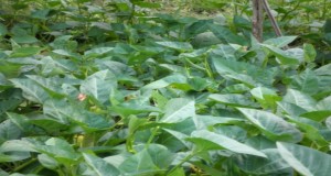 kangkong-river-spinach