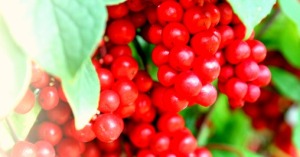 omija-berry
