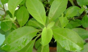 ashitaba