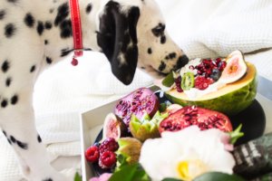 Choosing Dog Food