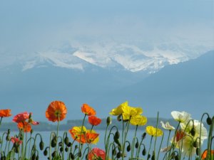 Geneva