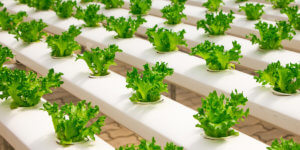 Hydroponic herb garden system - Food Finds Asia