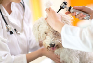 Dog_Ear_Infections