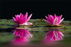 eat lilies