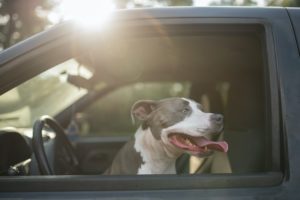 7 Reasons Why A Dog Is The Best To Travel With 2020 - Food Finds Asia
