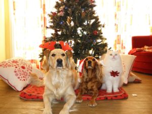 8 Paw-dorable Christmas Decor Items