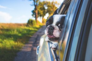 Should Your Car Insurance Cover Your Pets?