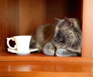3 Things You Need to Know About Starting a Cat Café